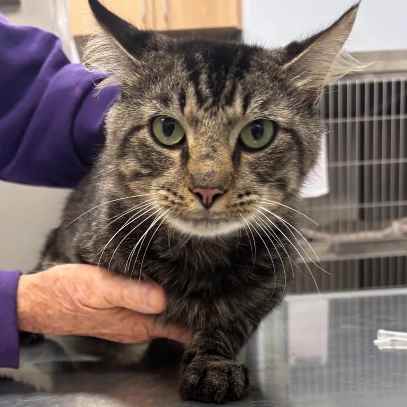 An adult large-sized male Domestic Long Hair cat named Cosmo for adoption in Knoxville, TN