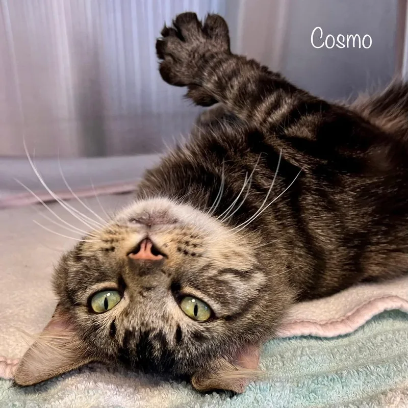 Cosmo thumbnail 2