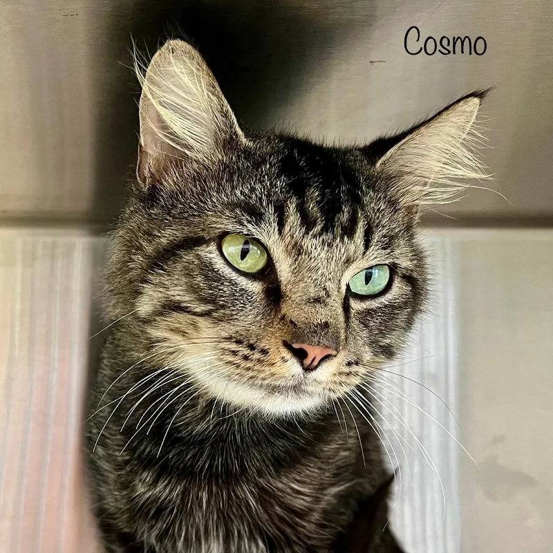 Cosmo thumbnail 3