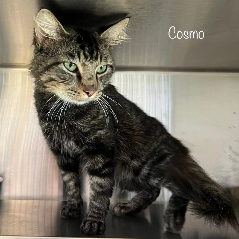 Cosmo thumbnail 5