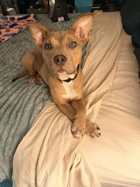 A young medium-sized female Pit Bull Terrier dog named Moxie for adoption in Palatine, IL