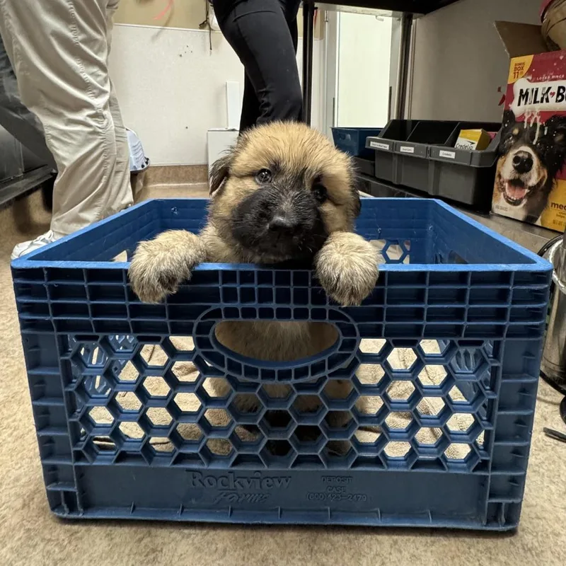 A baby small-sized female Yellow / Tan / Blond / Fawn Mixed Breed dog named Dumpling for adoption in Palm Springs, CA