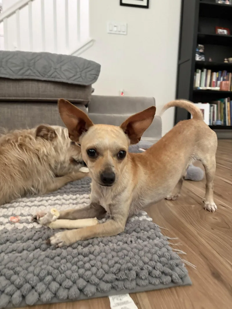 A young small-sized male Chihuahua dog named Frankie for adoption in Davis, CA