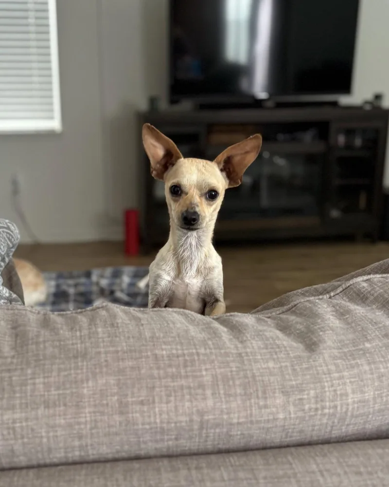 Frankie thumbnail 2