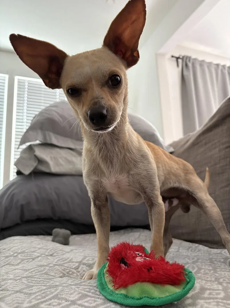 Frankie thumbnail 3