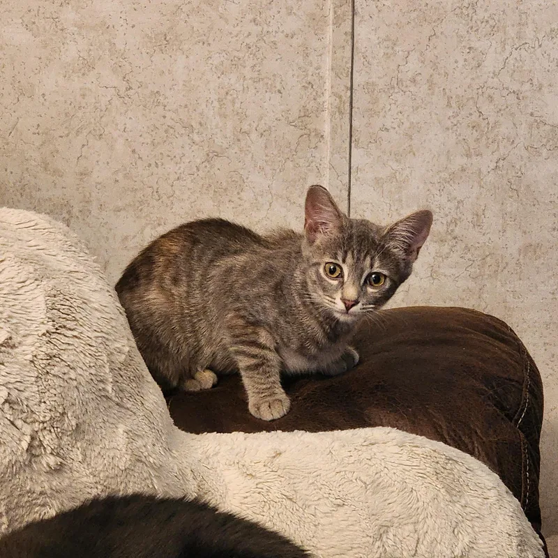 Tabitha thumbnail 3