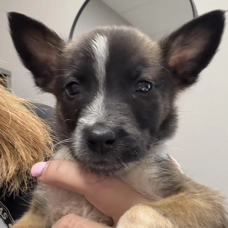 A baby medium-sized male Brown / Chocolate Mixed Breed dog named Brody for adoption in Midland, TX