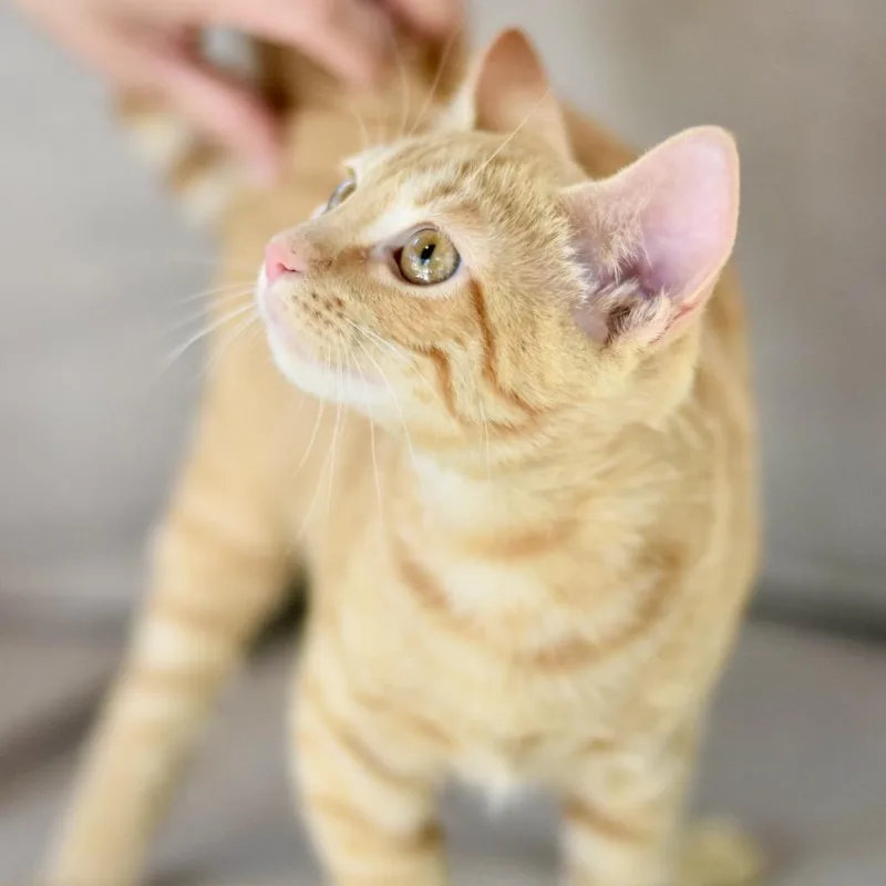 A baby medium-sized female Orange & White Tabby cat named Kaila for adoption in Conroe, TX