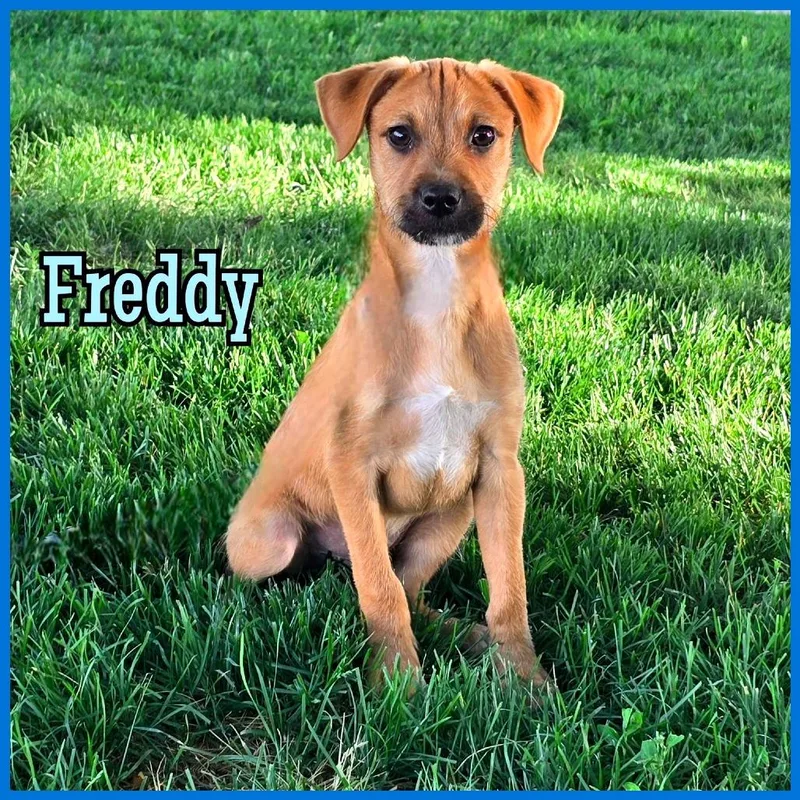 A baby medium-sized male Yellow / Tan / Blond / Fawn Mixed Breed dog named Freddy for adoption in Joliet, IL