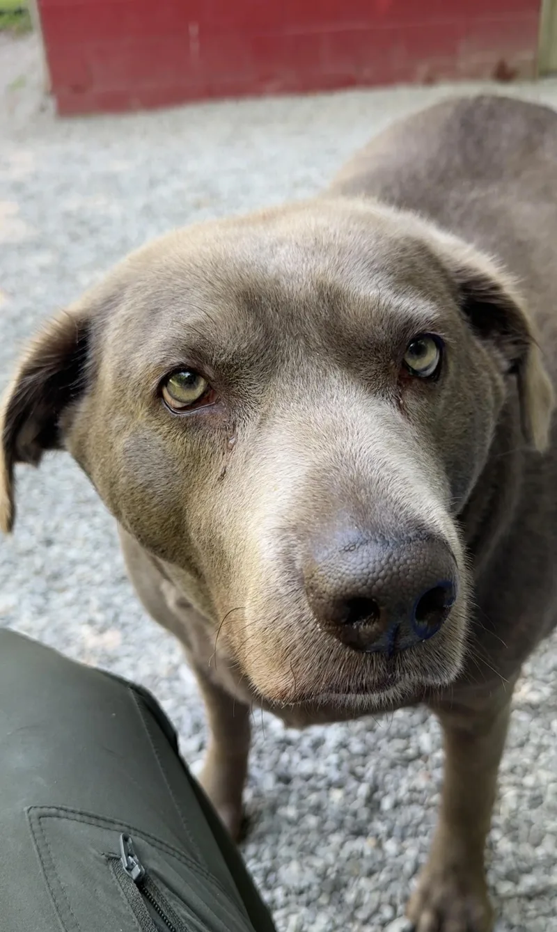 An adult extra large-sized female Gray / Blue / Silver Labrador Retriever dog named Chloe Bug for adoption in Ona, WV