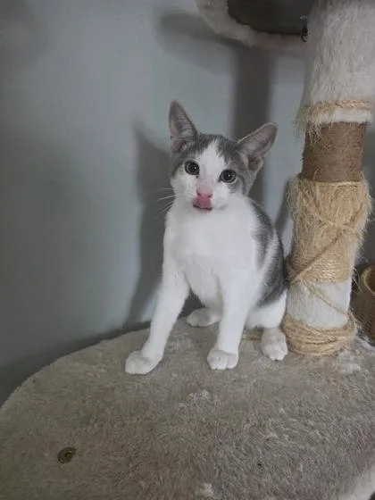An adult small-sized male Domestic Short Hair cat named Christopher for adoption in Berwick, PA