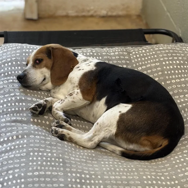An adult small-sized female Black Beagle dog named Polly for adoption in Brownsboro, AL