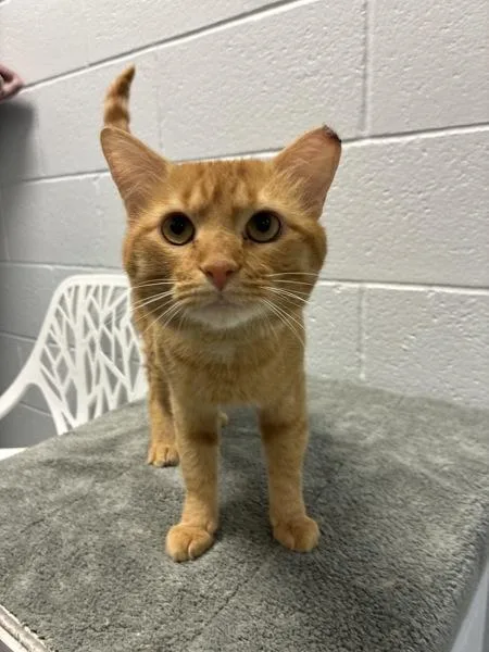 An adult medium-sized male Domestic Short Hair cat named Birch for adoption in Salt Lake City, UT
