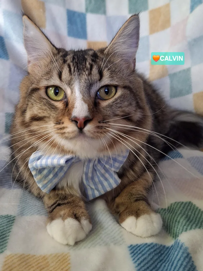 A baby medium-sized male Tabby (Buff / Tan / Fawn) Maine Coon cat named Calvin for adoption in Fullerton, CA