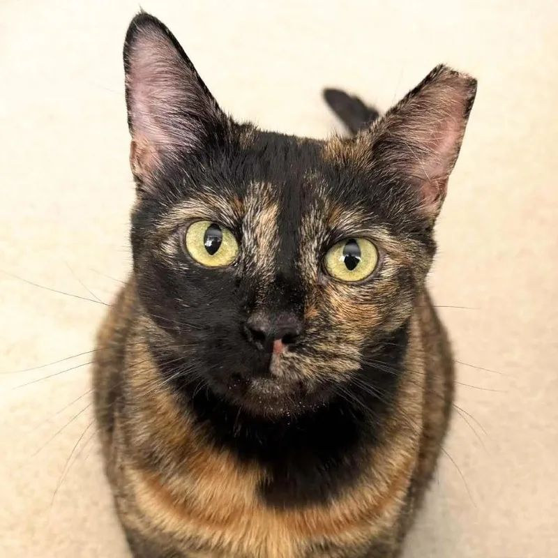 Samantha thumbnail 2