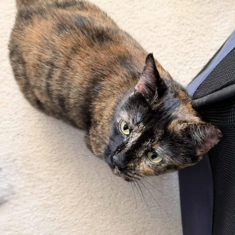 Samantha thumbnail 5