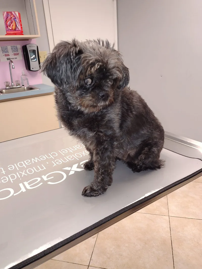 An adult small-sized female Black Affenpinscher dog named Bubbles for adoption in Fort Lauderdale, FL