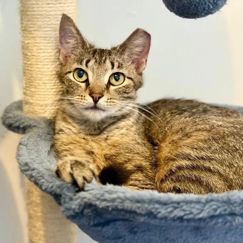 An adult medium-sized female Brown / Chocolate Domestic Short Hair cat named Franki for adoption in Medina, OH