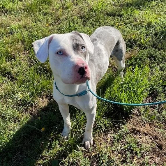 An adult medium-sized male Merle (Blue) Pit Bull Terrier dog named Trooper for adoption in Stafford, VA