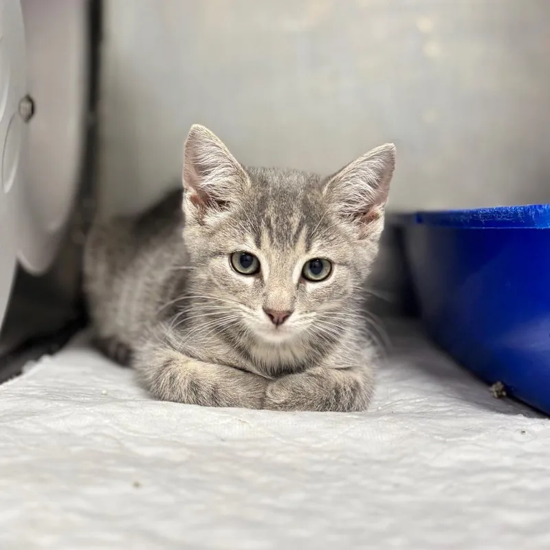 A baby small-sized male Gray / Blue / Silver Domestic Short Hair cat named Paste for adoption in Nashville, IN