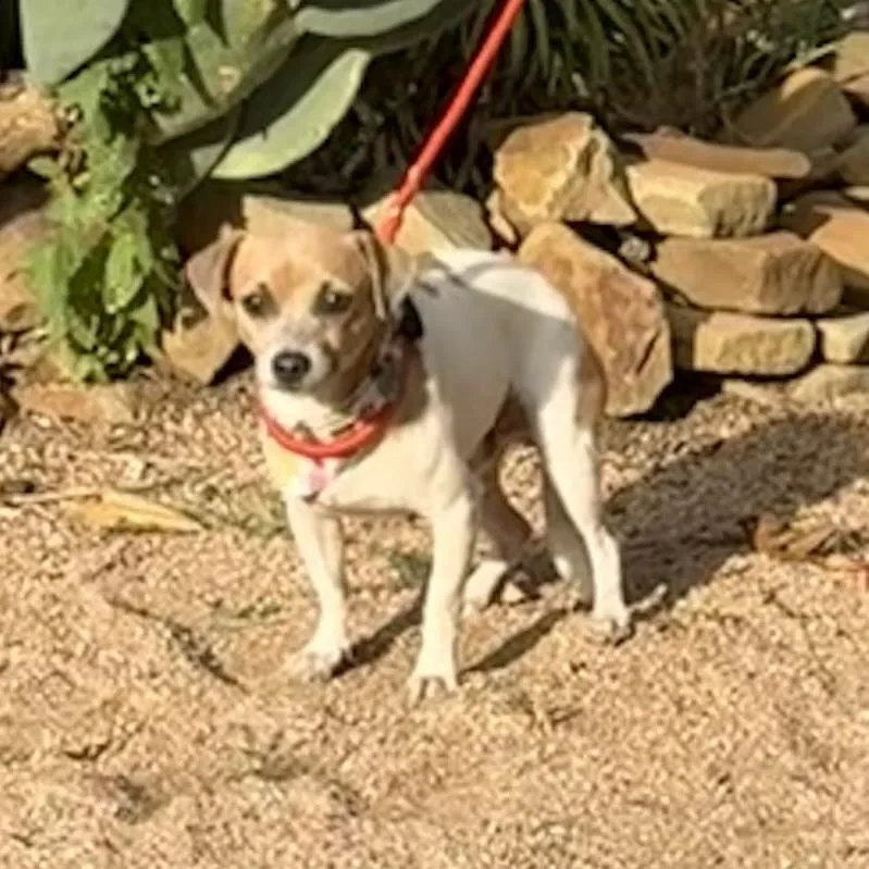 A young small-sized male Chihuahua dog named Pito for adoption in Williston, VT