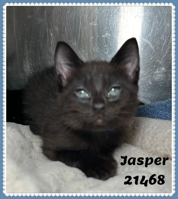 Jasper