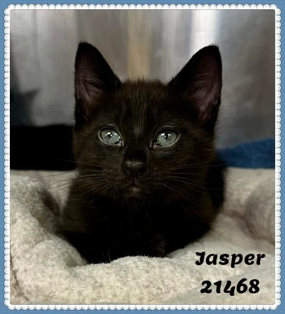 Jasper thumbnail 2