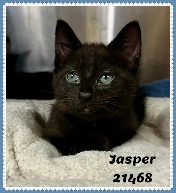Jasper thumbnail 3
