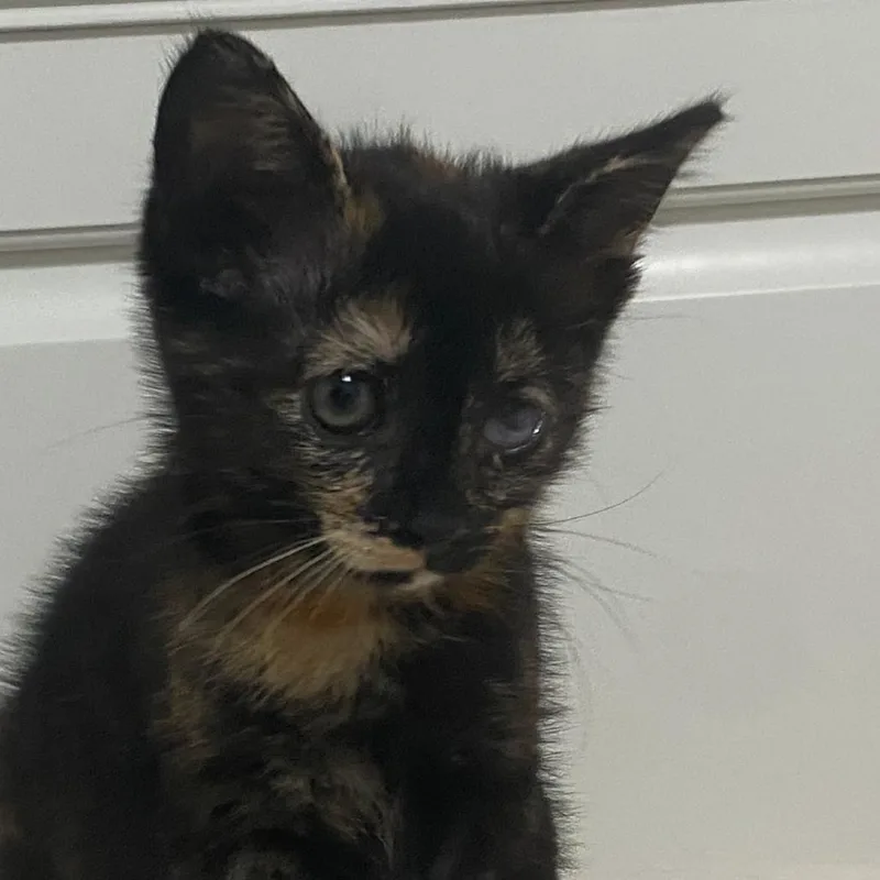 A baby small-sized female Brown / Chocolate Domestic Short Hair cat named Maggie for adoption in Santa Fe, TX