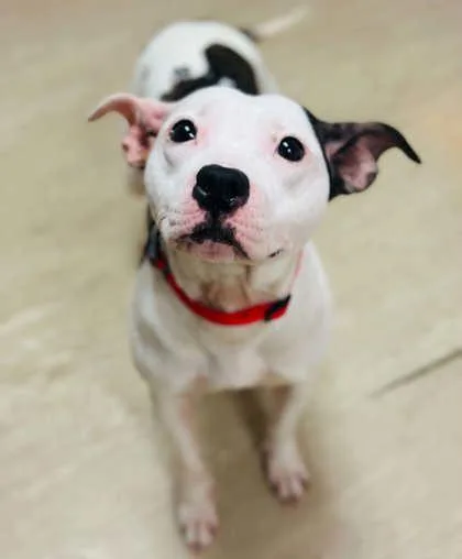 An adult medium-sized female Mixed Breed dog named Samira for adoption in West Chester, PA