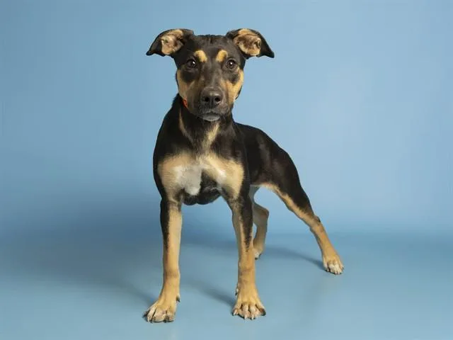 A young small-sized female German Shepherd Dog dog named Miso for adoption in Phoenix, AZ