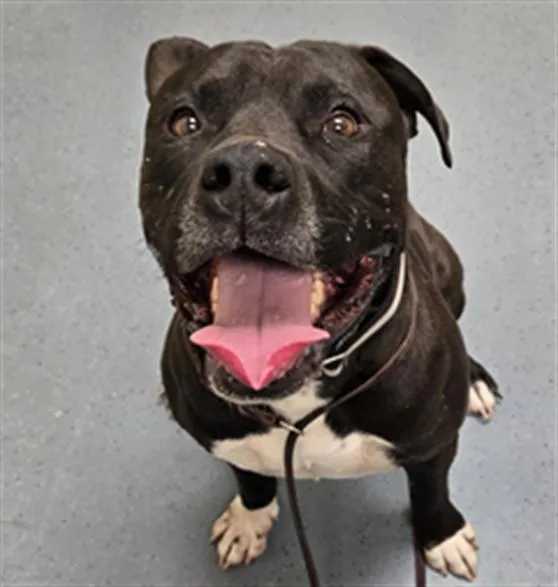 A young large-sized male Pit Bull Terrier dog named Flamin Hot Cheeto for adoption in Denver, CO