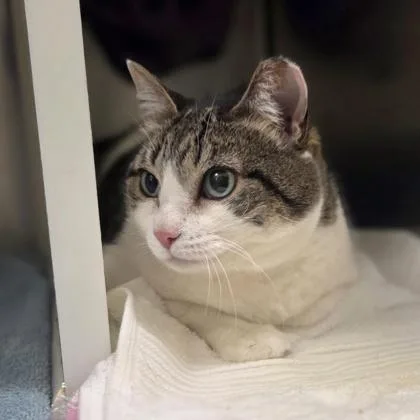 An adult extra large-sized female Domestic Short Hair cat named Magic School Bus for adoption in Westland, MI