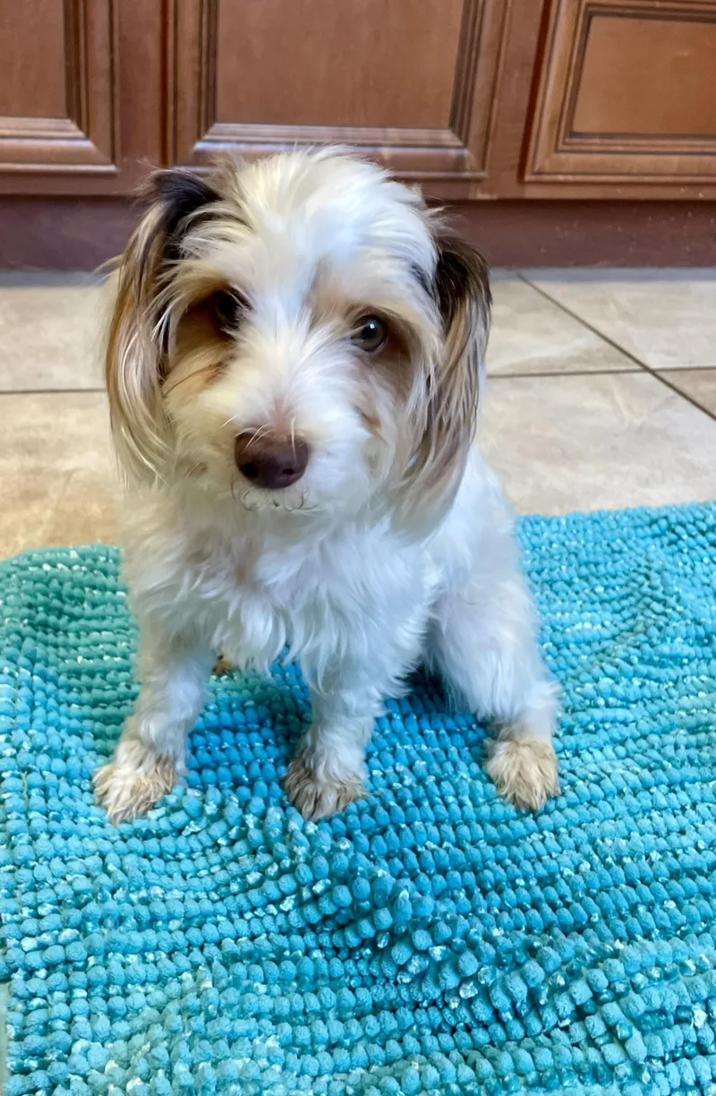 A young small-sized female Brown / Chocolate Yorkshire Terrier dog named Lillith for adoption in Lacon, IL