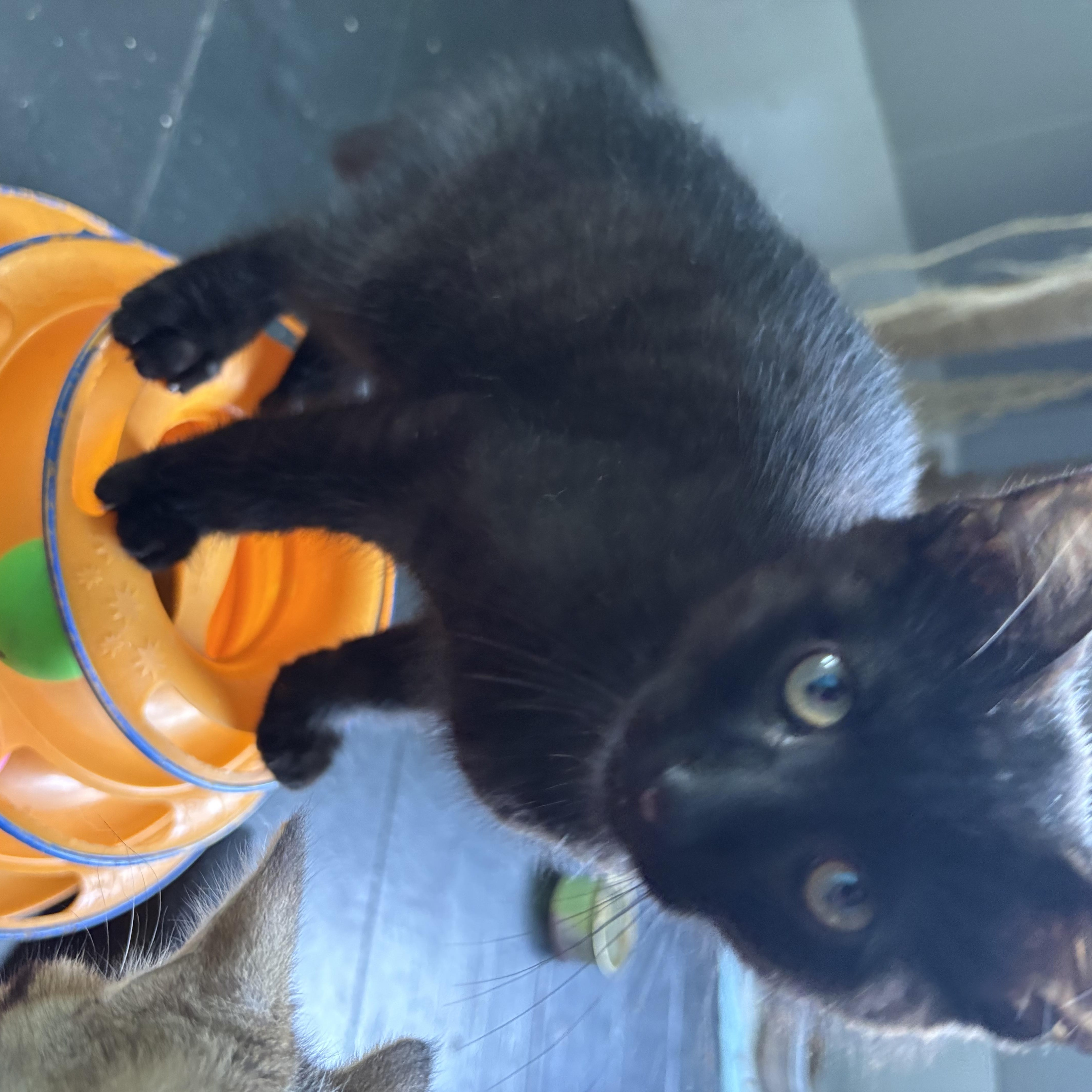 A baby small-sized male Black Domestic Short Hair cat named Theo for adoption in Hudsonville, MI