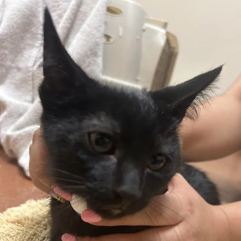 A baby small-sized male Black Domestic Short Hair cat named Hot Honey for adoption in Santa Barbara, CA