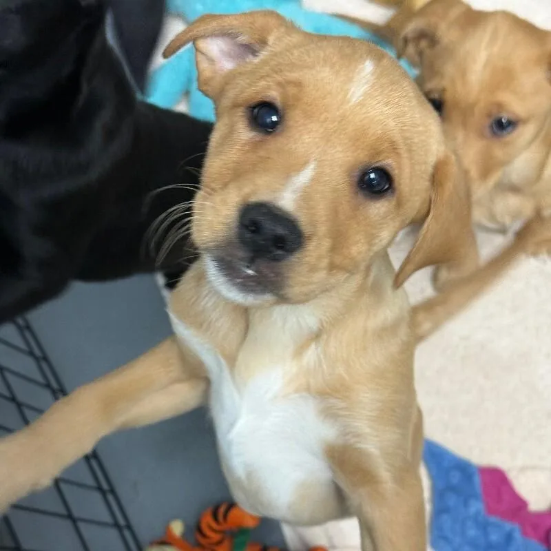 A baby medium-sized female Mixed Breed dog named Brioche for adoption in Roanoke, VA