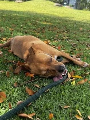 An adult small-sized male Terrier dog named Zeus for adoption in Honolulu, HI