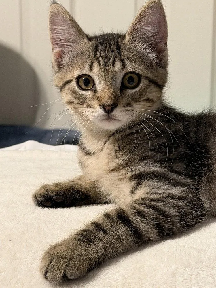 A baby small-sized male Domestic Short Hair cat named Leo for adoption in O'Fallon, MO