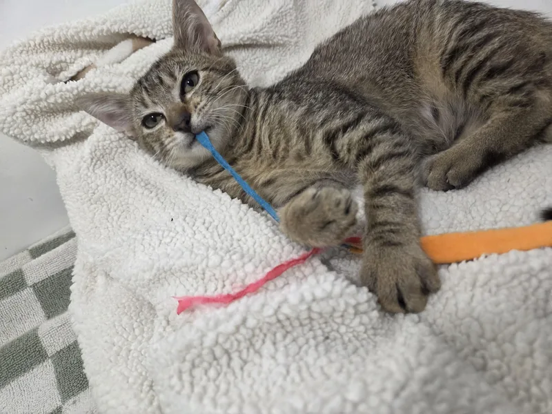 A baby medium-sized male Tabby cat named Cinder for adoption in Wilmington, NC
