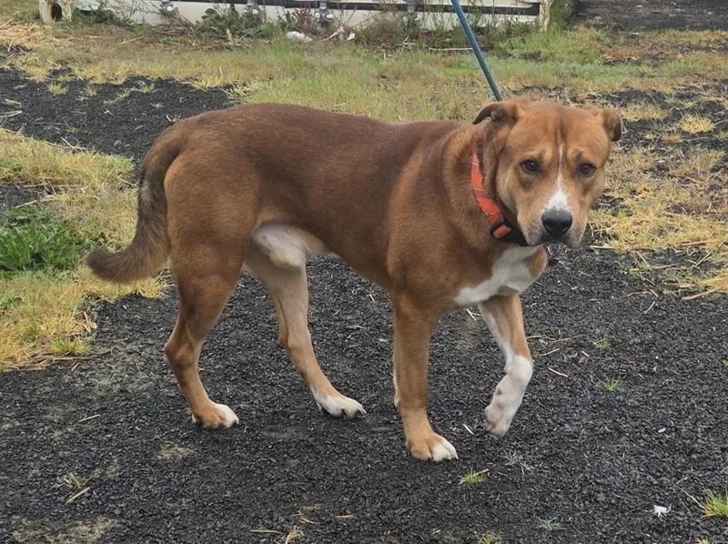 An adult large-sized male Red / Chestnut / Orange Labrador Retriever dog named Big Red for adoption in Waldport, OR