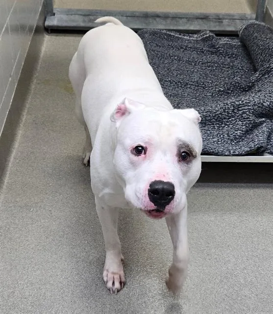 An adult medium-sized male Boxer dog named King for adoption in Omaha, NE