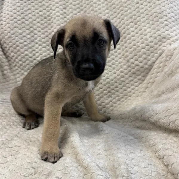 A baby small-sized female Shepherd dog named Hazel for adoption in Hawthorne, CA