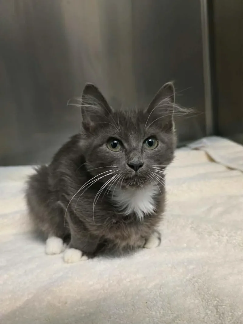 A baby medium-sized female Domestic Medium Hair cat named Daisy for adoption in Umatilla, FL