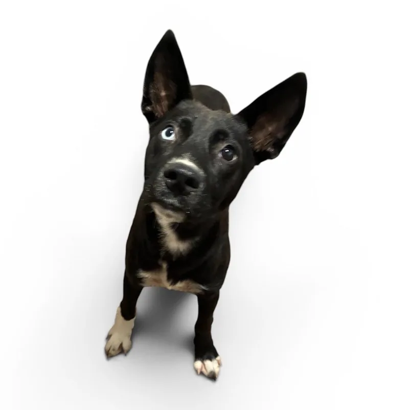 A baby medium-sized male Black Husky dog named Dodger for adoption in Arlington, TX