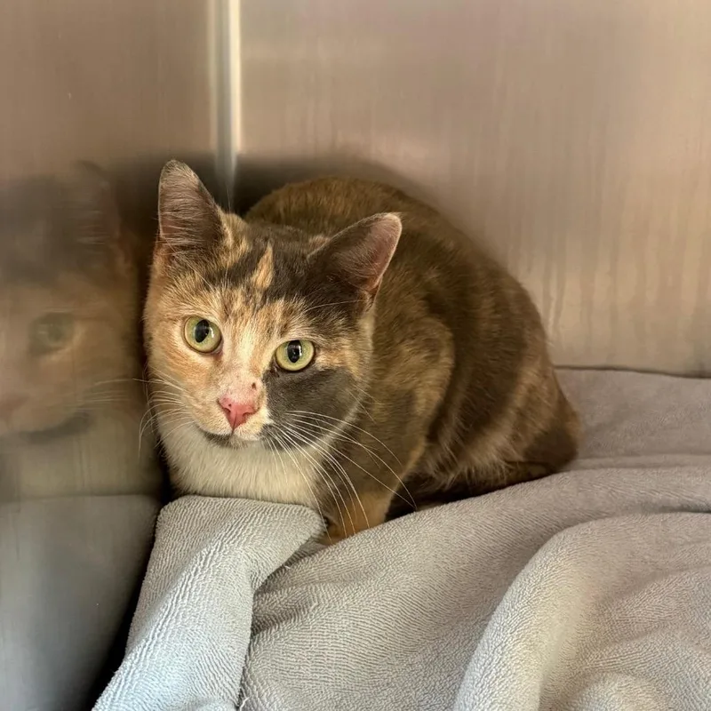 An adult medium-sized female Tortoiseshell Domestic Short Hair cat named Allie for adoption in Council Bluffs, IA