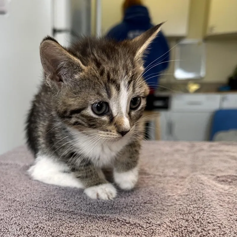 A baby small-sized female Brown / Chocolate Domestic Short Hair cat named Crocs for adoption in East Smithfield , PA