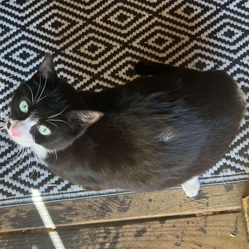 Cindy Clawford thumbnail 3