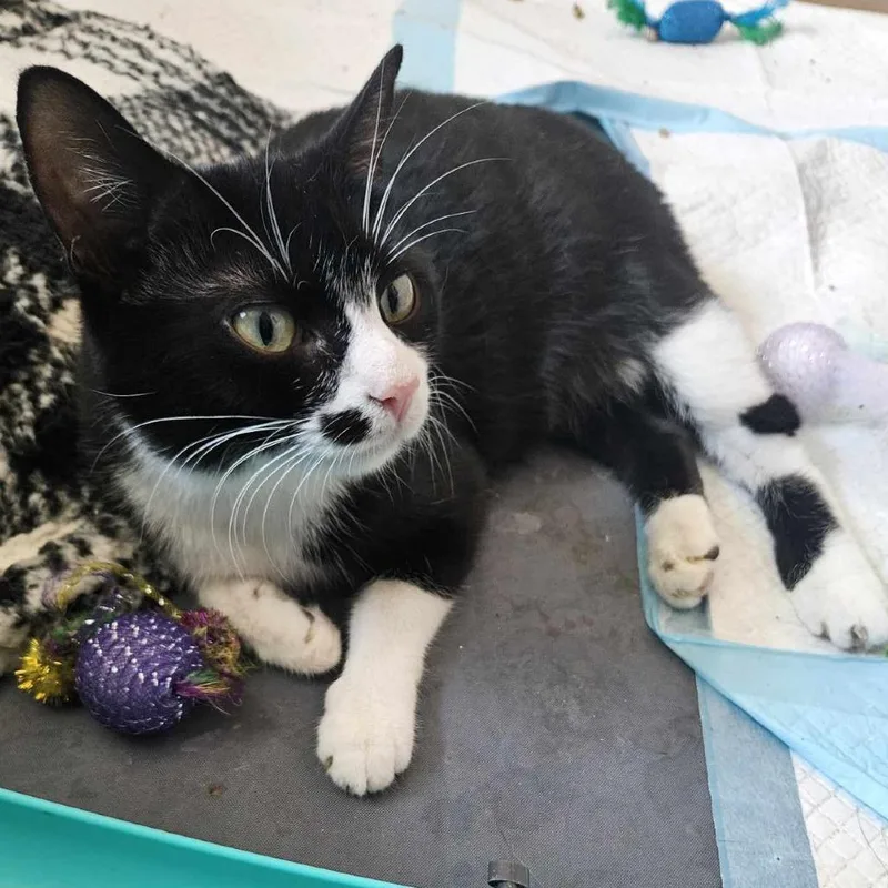 Cindy Clawford thumbnail 4