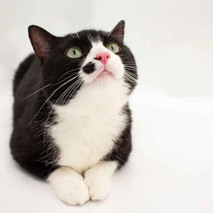 Cindy Clawford thumbnail 5